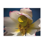 A Lotus Blossom Postcard