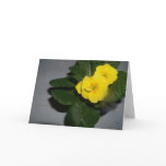 A lovely Primrose flower greeting card