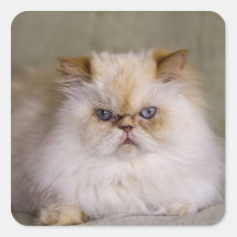 A mad, upset, reclining Flame Point Himalayan Square Sticker