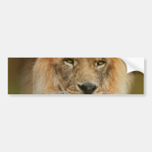 A Majestic lion Bumper Sticker