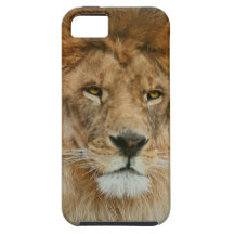 A Majestic lion iPhone 5 Cover