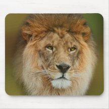 A Majestic lion Mousepads