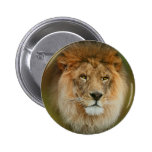 A Majestic lion Pin