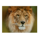 A Majestic lion Postcard