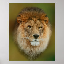 A majestic lion poster