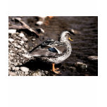 A mallard by the lake. t-shirts