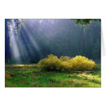 A meadow in the sun. greeting card