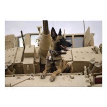 A military working dog sits on a US Army M2A3 Photo Print