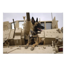A military working dog sits on a US Army M2A3 Photo Print