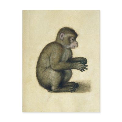 A Monkey Postcard by bridgemanart