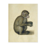 A Monkey postcards