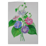 A Morning Glory cards