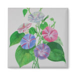 A Morning Glory Refrigerator Magnets