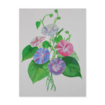 A Morning Glory postcards