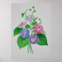 A Morning Glory Posters