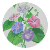 A Morning Glory Round Sticker