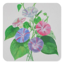 A Morning Glory Sticker