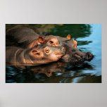 A Mother's Care Hippopotamus Portrait Poster