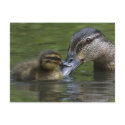 A Mother's Love postcards