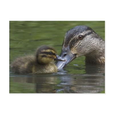 A Mother's Love Postcard by Welshpixels