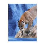 A mountain lion at the waterfall post card
