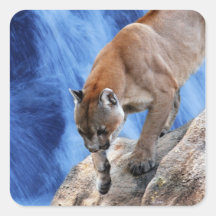 A mountain lion at the waterfall square stickers