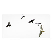 A Murder of Crows