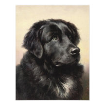 A Newfoundland Invitation