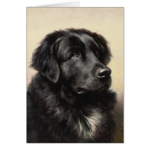 A Newfoundland Note Card