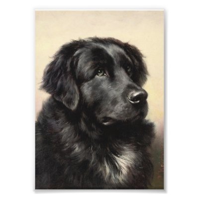 A Newfoundland Photo by Pet_Zone