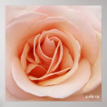 a nice pink rose poster