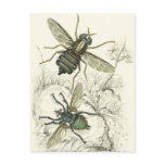 A Pair of Flies Postcards