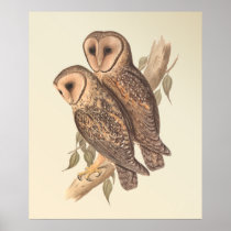 A Pair of Masked Barn Owls on a branch (painting).