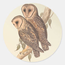A Pair of Masked Barn Owls on a branch (painting). Sticker