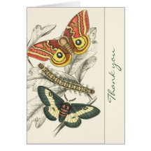 A Pair of Moths Thank You Note Cards