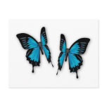 A Pair of Tropical Blue Butterflies postcards