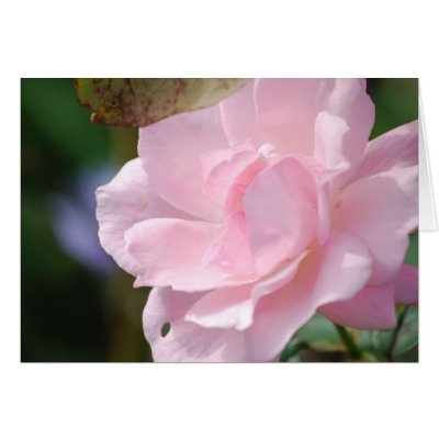 A Pale Pink Rose Cards by s0ngbird