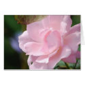 A Pale Pink Rose cards