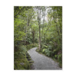 A path through a rain forest at the base of post card
