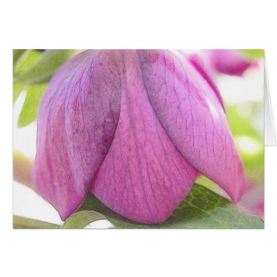 A Perfect Hellebore Bud Greeting Cards by Pretty_World