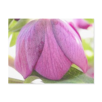 A Perfect Hellebore Bud Postcard by Pretty_World
