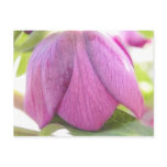 A Perfect Hellebore Bud postcards