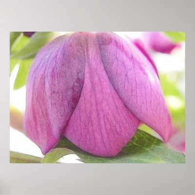 A Perfect Hellebore Bud Posters by Pretty_World