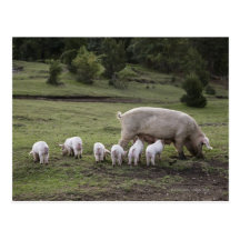 A pig with piglets in a field post card