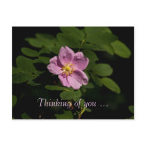 A Pink Rose Postcard