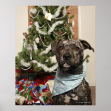 A pit bull posing for a Christmas portrait. Poster