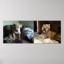 A Pit Bull's Love posters