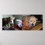 A Pit Bull's Love Poster