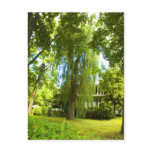 A Place Beyond  - Mystery Almost in Sight Postcards