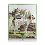 A Pointer, illustration from 'Histoire Postcard
